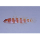 Trimma cana Winterbottom, 2004