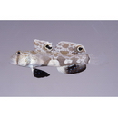 Signigobius biocellatus Hoese et Allen, 1977