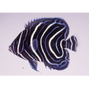 Pomacanthus semicirculatus (Cuvier, 1831)