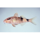 Parupeneus multifasciatus (Quoy et Gaimard, 1825)