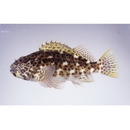 Cirrhitus pinnulatus (Schneider, 1801)