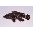 Epinephelus coeruleopunctatus (Bloch, 1790)
