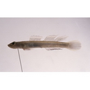 Smilosicyopus leprurus (Sakai et Nakamura, 1979)