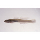 Smilosicyopus leprurus (Sakai et Nakamura, 1979)