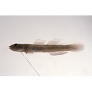 Smilosicyopus leprurus (Sakai et Nakamura, 1979)