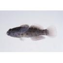 Asterropteryx semipunctata Ruppell, 1830