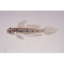 Oligolepis acutipennis (Valenciennes, 1837)