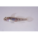 Oligolepis acutipennis (Valenciennes, 1837)