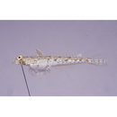 Diplogrammus goramensis (Bleeker, 1858)