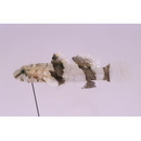 Callogobius sclateri (Steindachner, 1879)