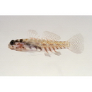 Eviota melasma Lachner et Karnella, 1980