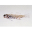 Eviota melasma Lachner et Karnella, 1980