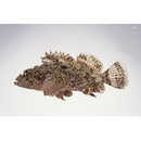 Scorpaenopsis ramaraoi Randall et Eschmeyer, 2002