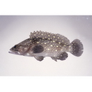 Epinephelus coeruleopunctatus (Bloch, 1790)