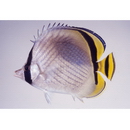 Chaetodon vagabundus Linnaeus, 1758