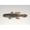 hybrid complex of Rhinogobius sp. OR