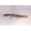 hybrid complex of Rhinogobius sp. OR