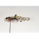 Pandaka trimaculata Akihito et Meguro, 1975