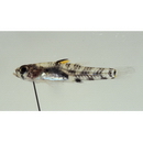 Pandaka lidwilli (McCulloch, 1917)