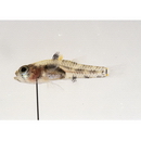 Pandaka trimaculata Akihito et Meguro, 1975