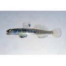 Gymnogobius macrognathos (Bleeker, 1860)