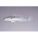 Amblygobius bynoensis (Richardson, 1844)