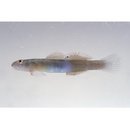 Lentipes armatus Sakai et Nakamura, 1979