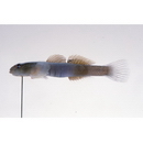 Lentipes armatus Sakai et Nakamura, 1979