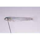 Lentipes armatus Sakai et Nakamura, 1979