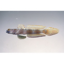 Amblyeleotris latifasciata Polunin et Lubbock, 1979