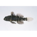 Dotsugobius bleekeri (Popta, 1921)