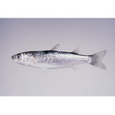 Chelon lauvergnii (Eydoux et Souleyet, 1850)