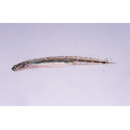 Eutaeniichthys sp. 1