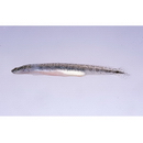 Eutaeniichthys sp. 1