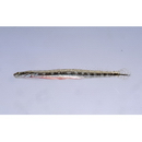 Eutaeniichthys sp. 1