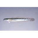 Pseudapocryptes lanceolatus (Bloch et Schneider, 1801)