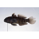 Dotsugobius bleekeri (Popta, 1921)