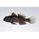 Dotsugobius bleekeri (Popta, 1921)