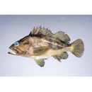 Sebastes trivittatus Hilgendorf, 1880