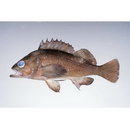 Sebastes taczanowskii (Steindachner, 1880)