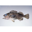 Sebastes taczanowskii (Steindachner, 1880)