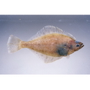 Hippoglossoides pinetorum (Jordan et Starks, 1904)