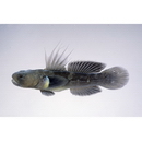 Tridentiger obscurus (Temminck et Schlegel, 1845)