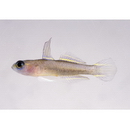 Tryssogobius sarah Allen et Erdmann, 2012