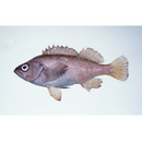 Sebastes taczanowskii (Steindachner, 1880)