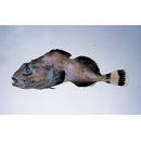 Malacocottus gibber Sakamoto, 1930