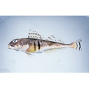 Gymnocanthus herzensteini Jordan et Starks, 1904