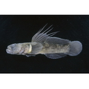 Tridentiger obscurus (Temminck et Schlegel, 1845)