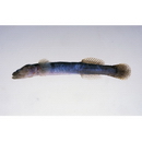 ドバミミズハゼ(仮称)