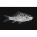 Carassius auratus langsdorfii Temminck et Schlegel, 1846